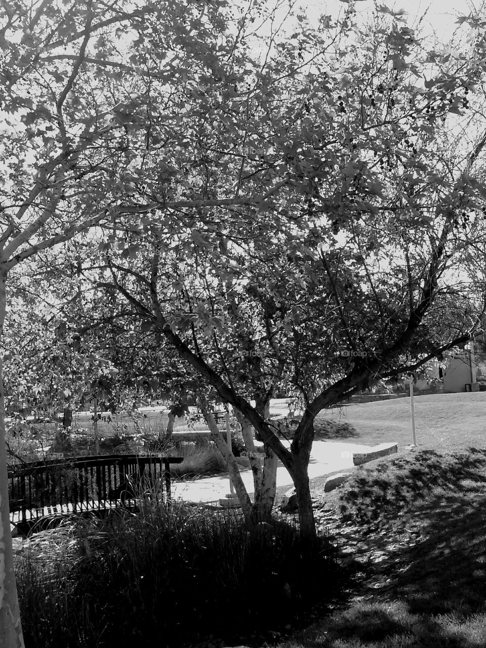 Study in Monochrome at the Park