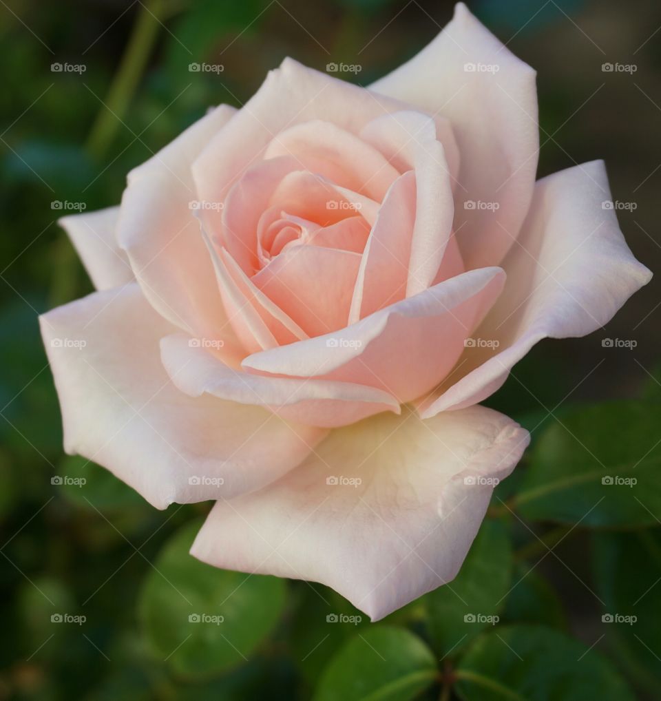 Pink rose