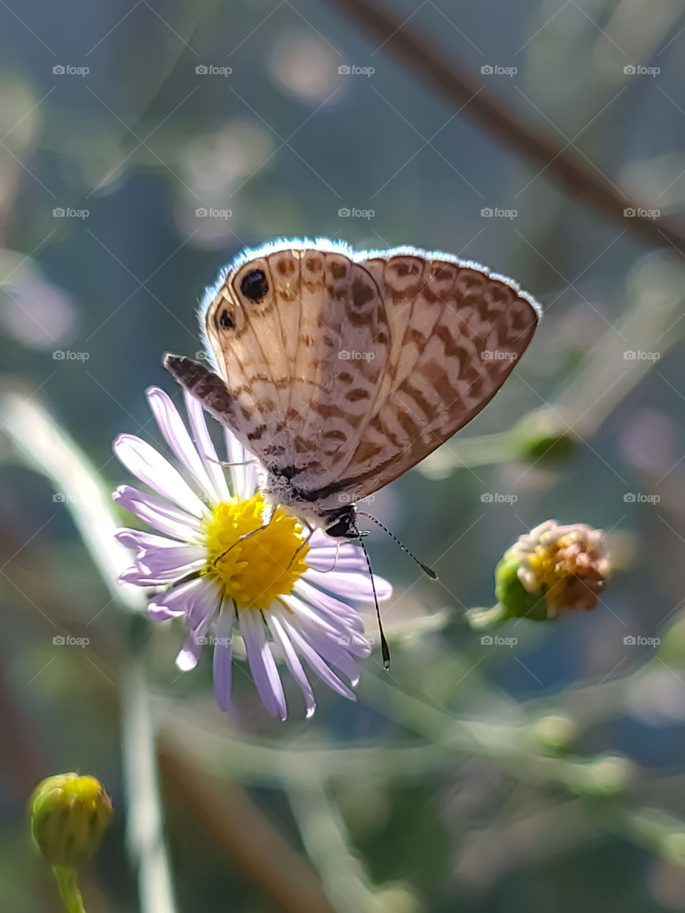 The super small Cassius Blue Butterfly (Leptotes cassius) on a tiny wildflower illuminated by the warm morning sunlight.