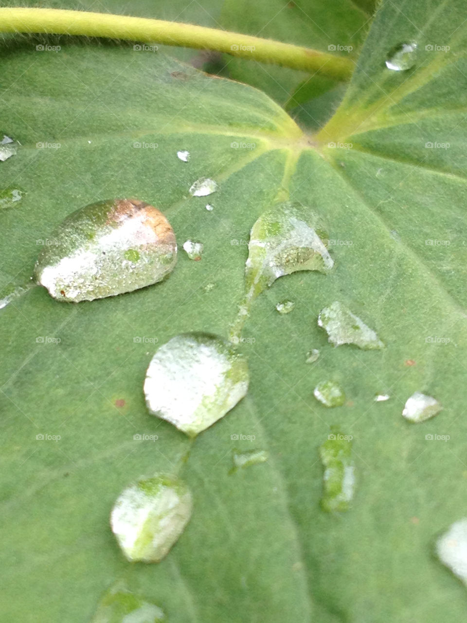 green sweden leaves dew by nesty