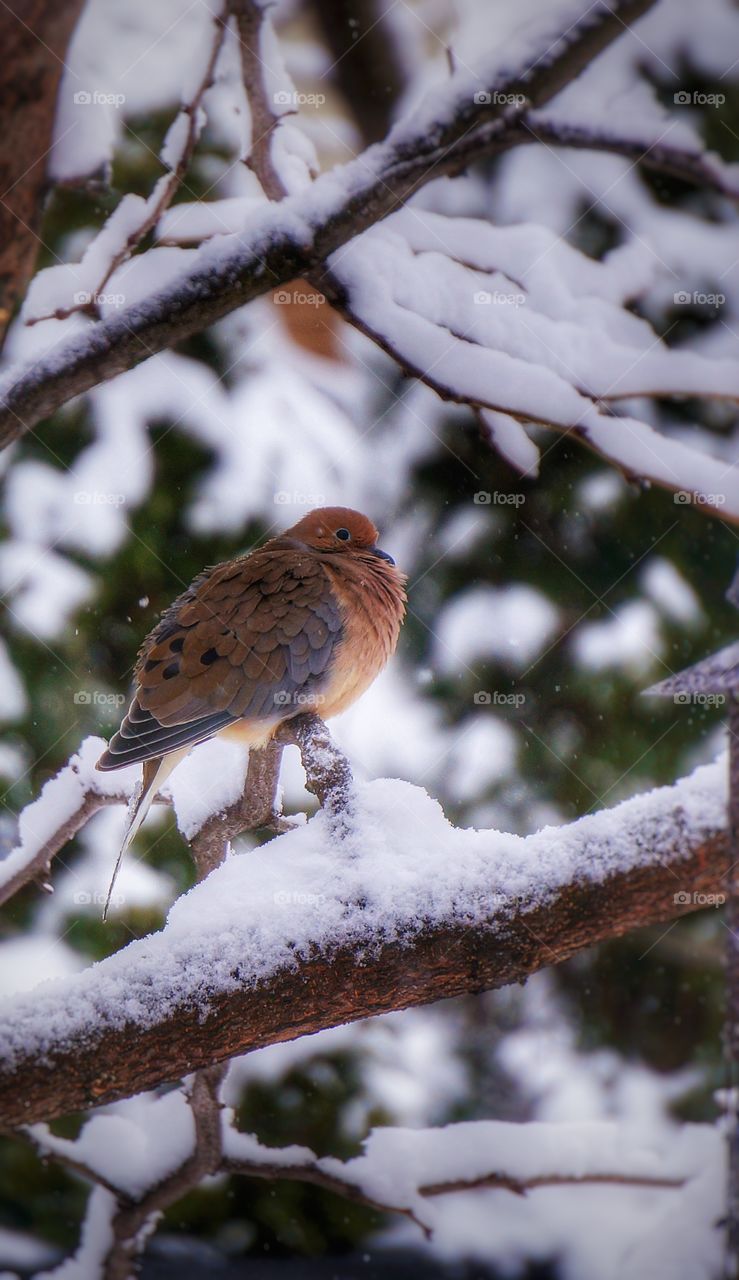 Dove winter scene