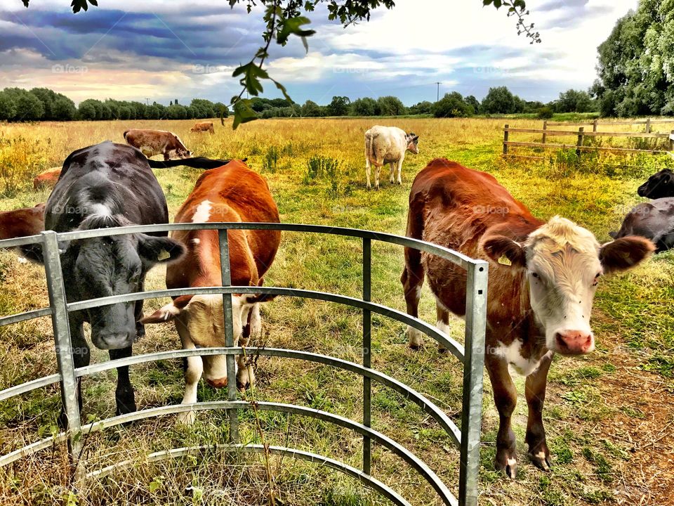 Cows at gate