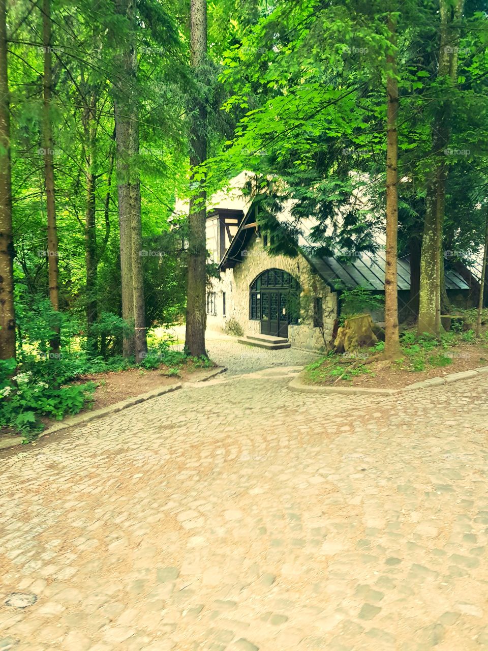 Hause in the woods
