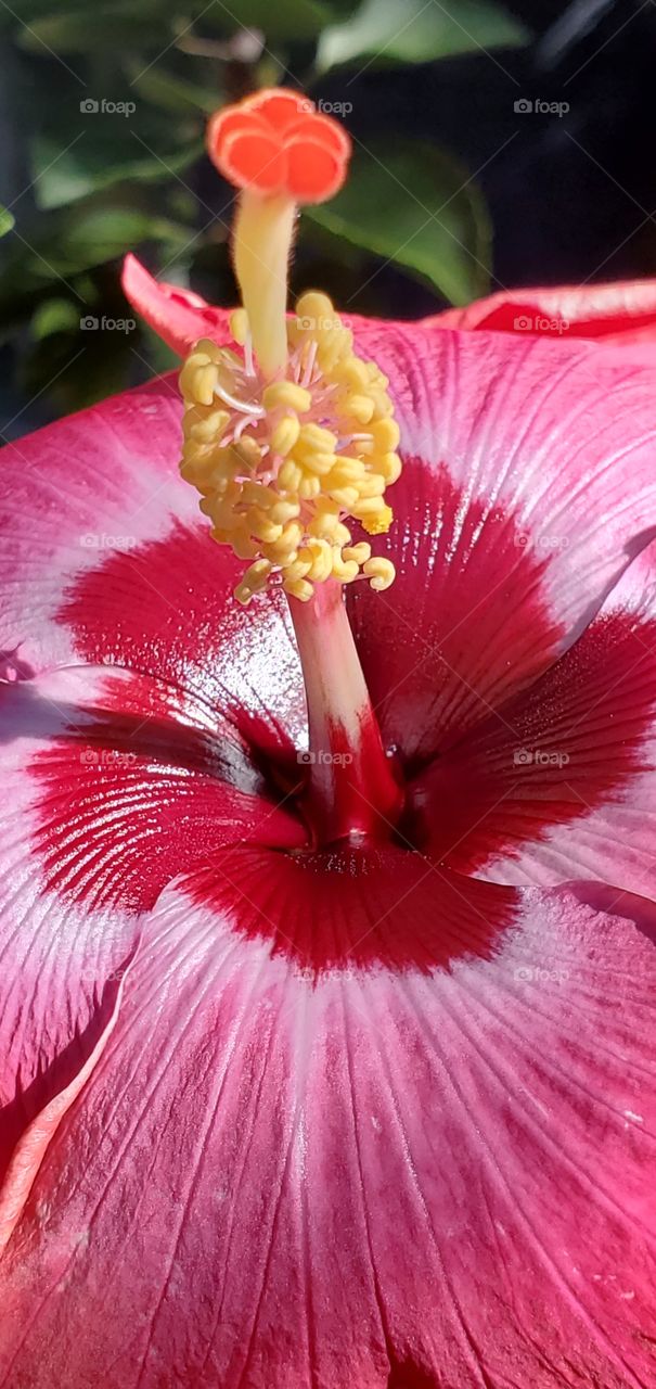 Rum runner hibiscus