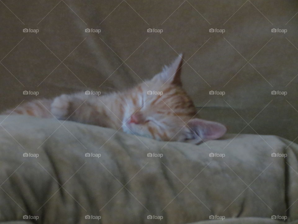Cat, Mammal, Sleep, One, Pet
