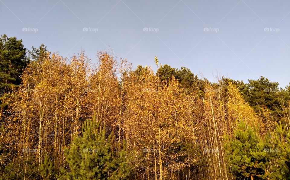 autumn golden trees forest landscape