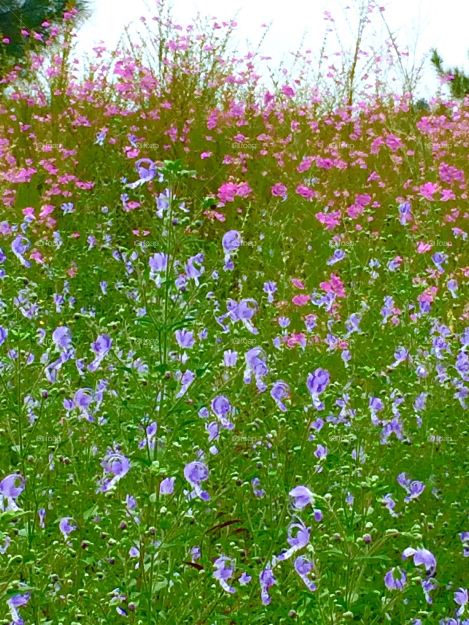 Meadow of flowers