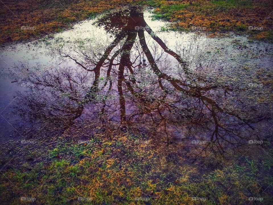 reflections in a puddle