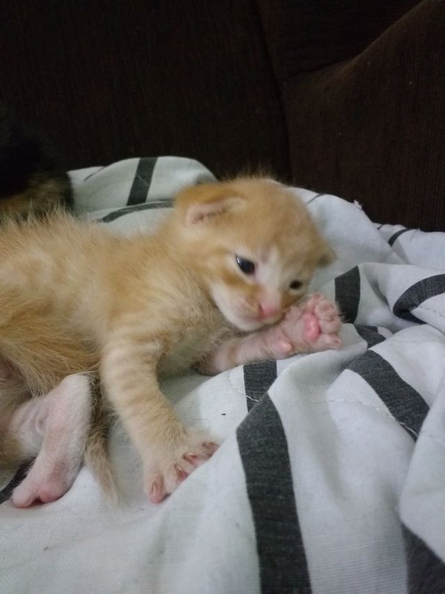 cat cub