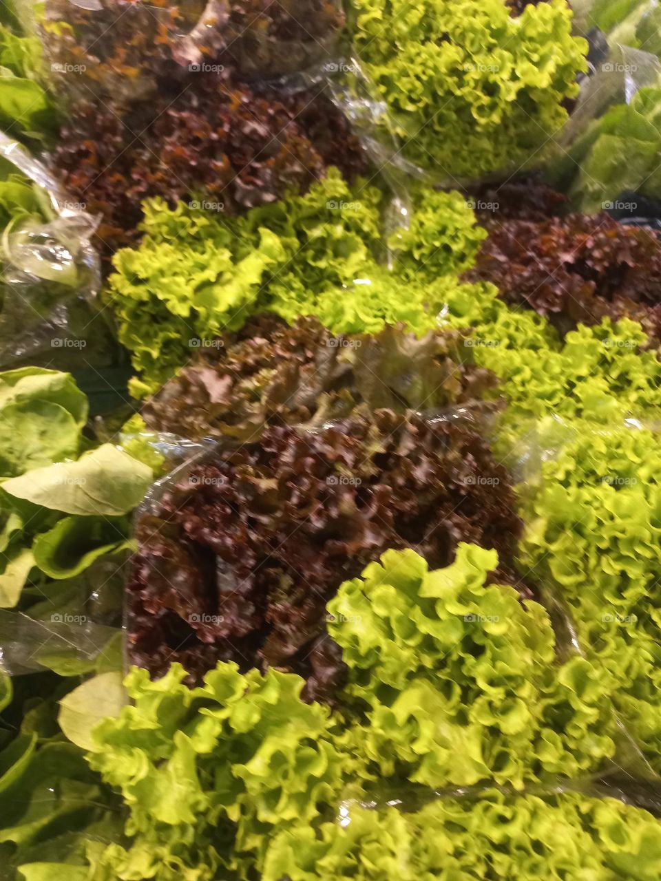 Alface: Folhas belas, coloridas e saborosas, indispensável  em saladas. Fortalece o sistema imunológico, fontes de vitamina C. O alface de folhas roxas é  ideal para colorir sua salada e aumentar o teor nutritivo