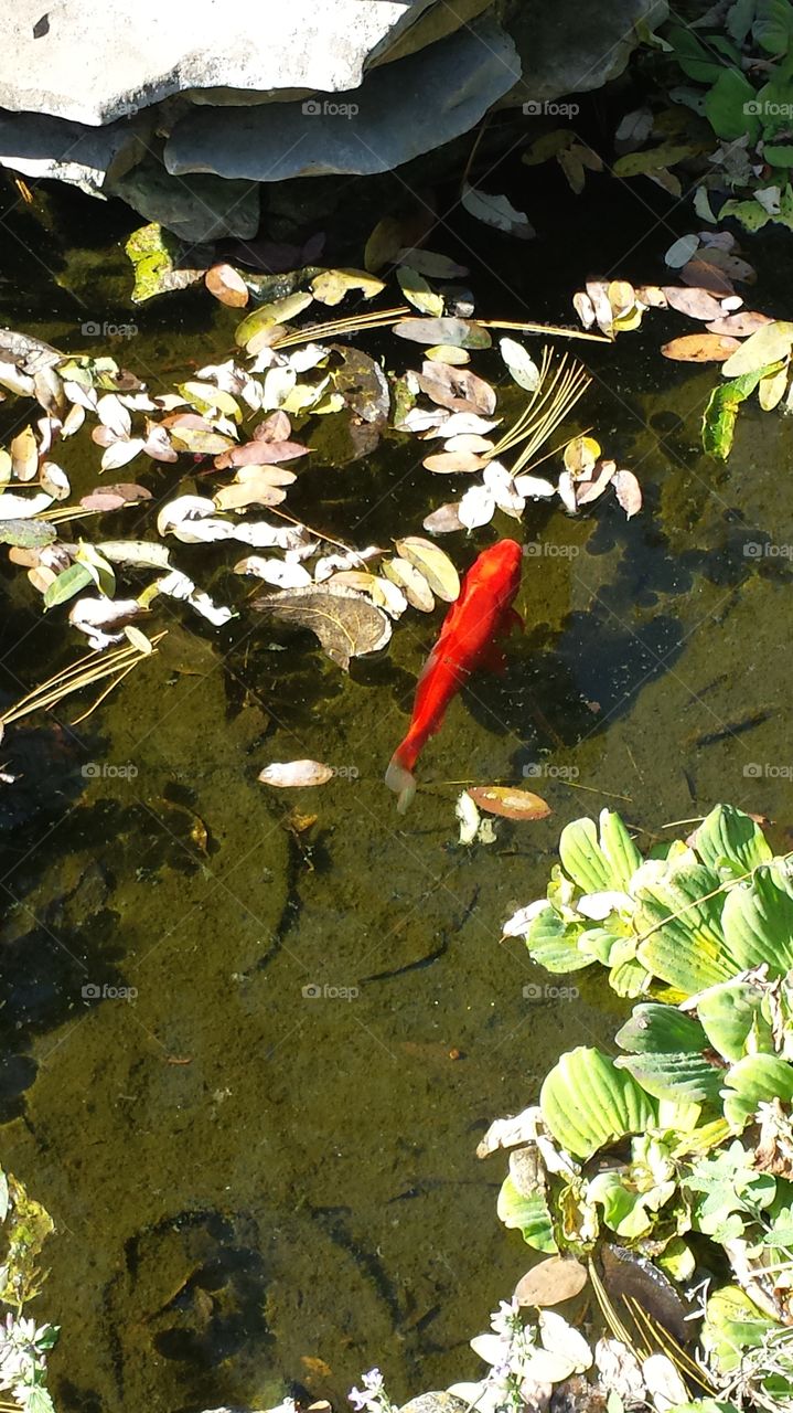 koi pond. fish