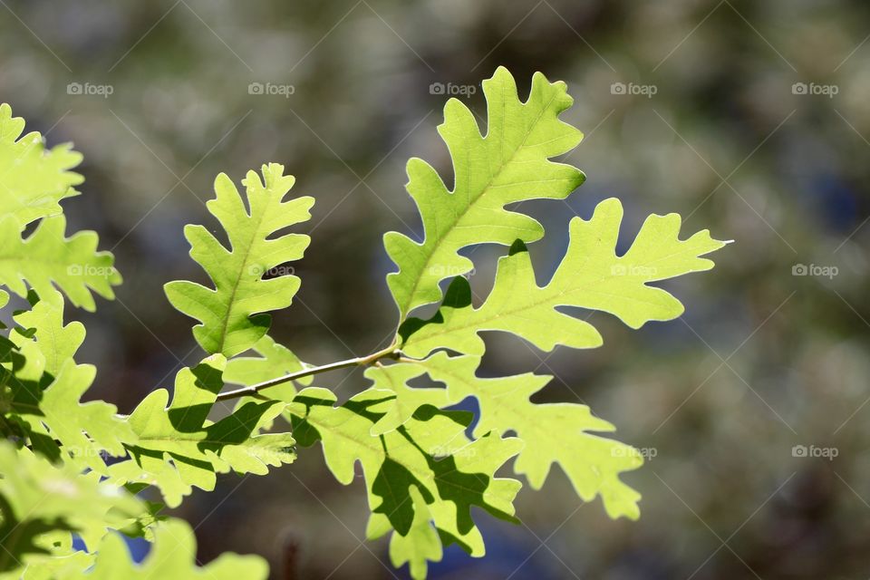 Summer Oak Leaves
