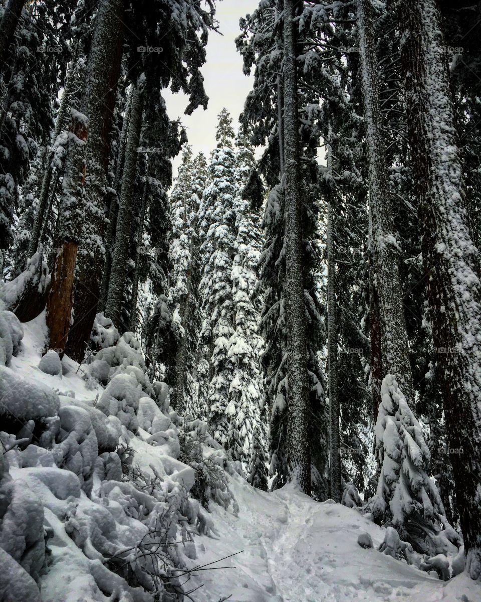 Trees in the snow in Snoqualmie national forest, Washington