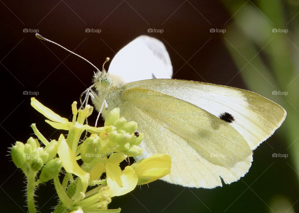 yellow butterfly