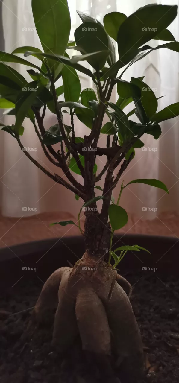 Bonsai