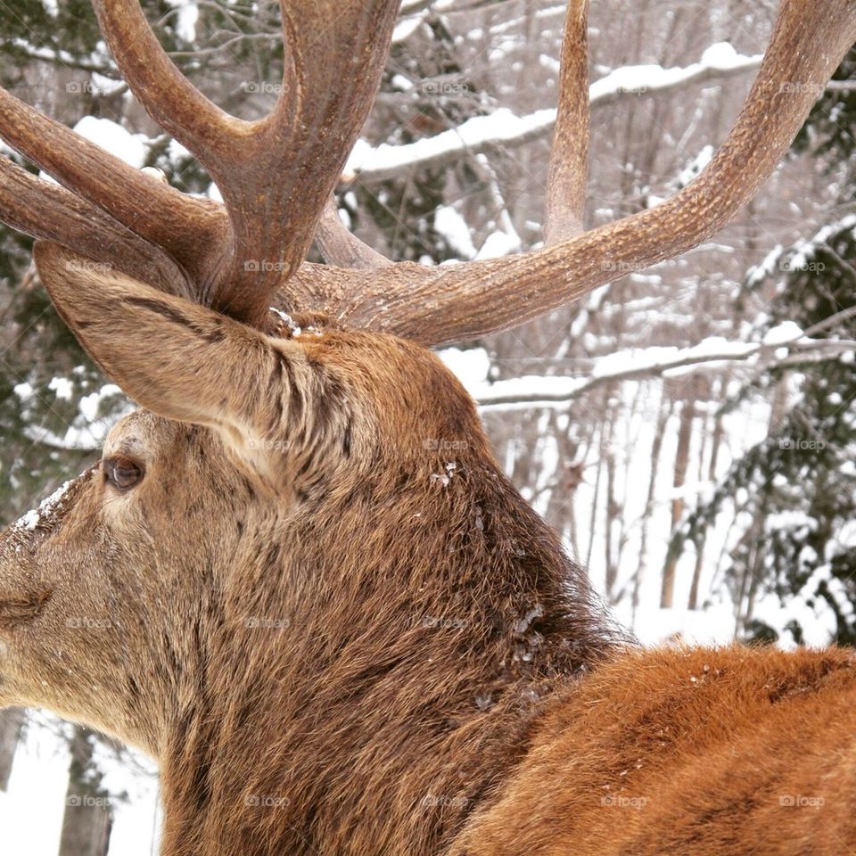 Snow Deer 
