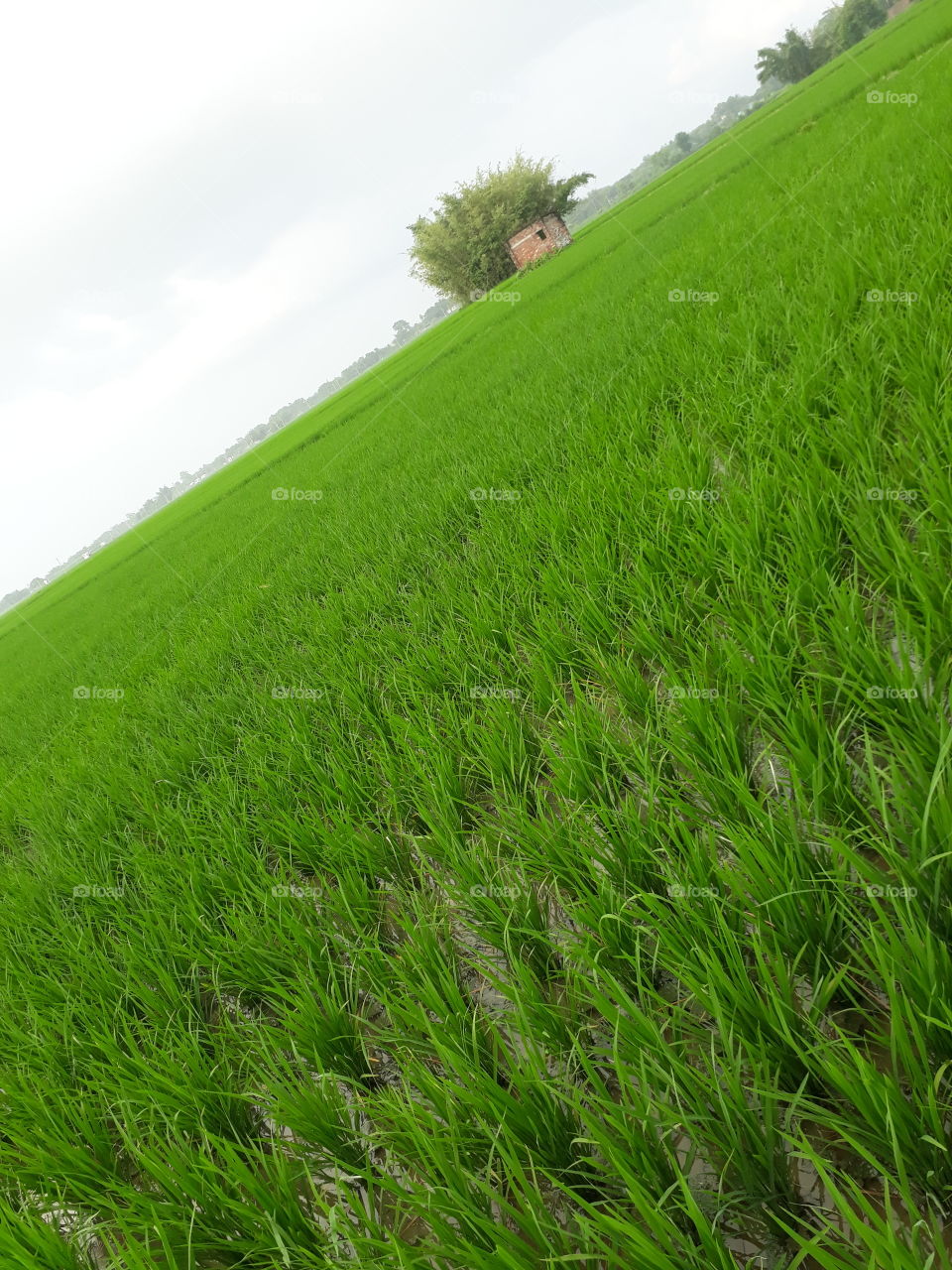 Purdy filled in Indian village