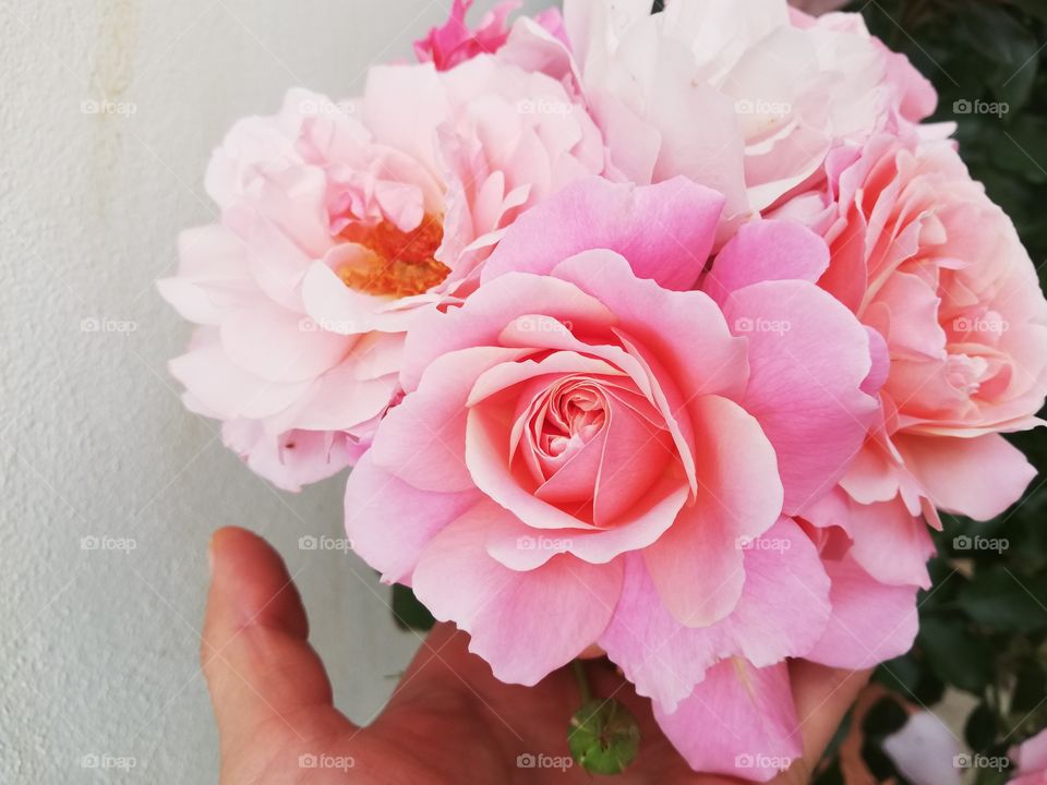 The roses of my garden