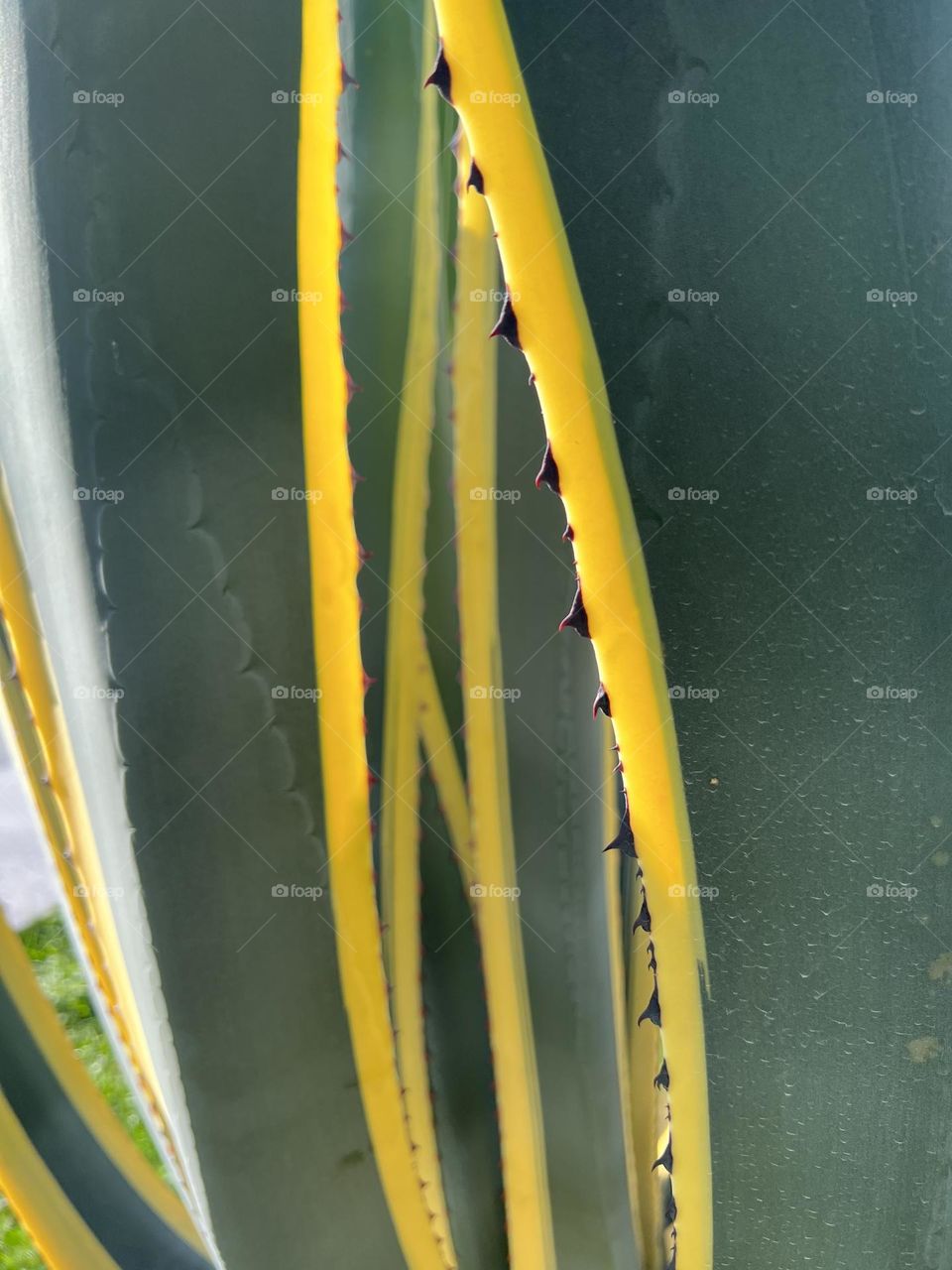 Plants macro close-up