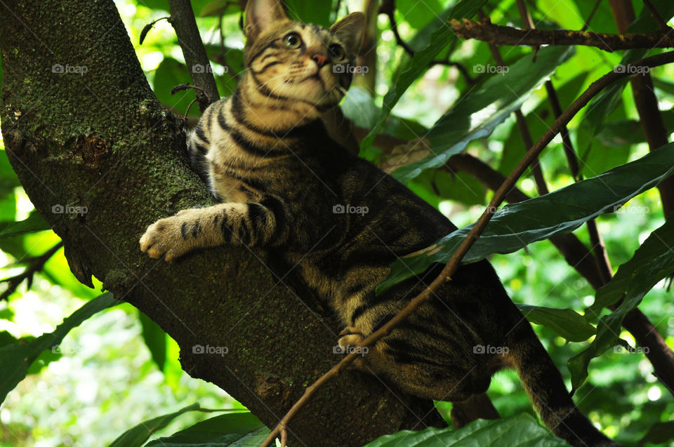 now days it's all most impossible to hunt down squirrel