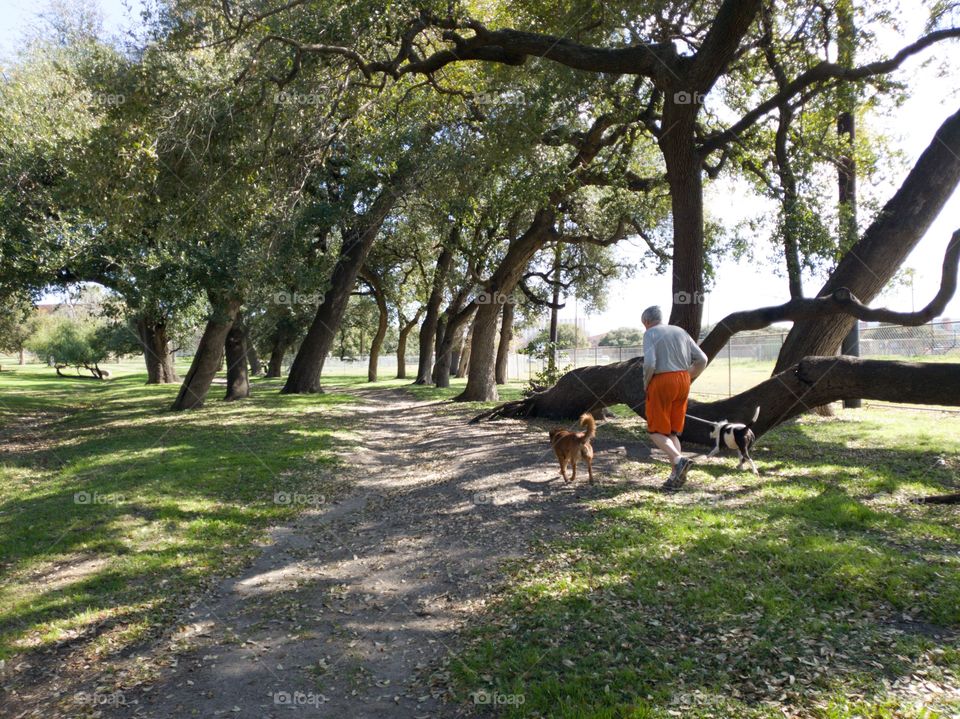 Senior man walking his two dogs on a urban city park trail surrounded by trees