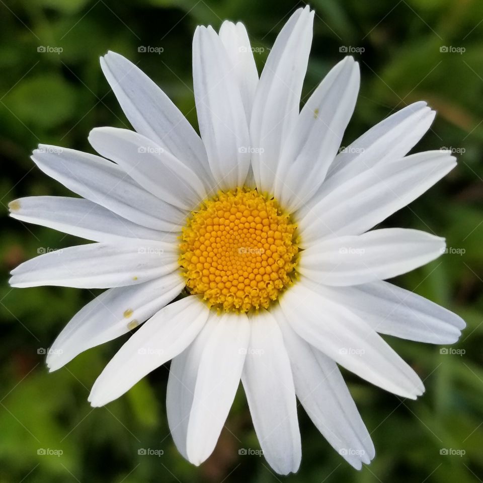 daisy