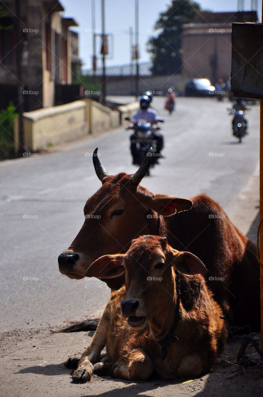 india cows jaipur by tfmiller