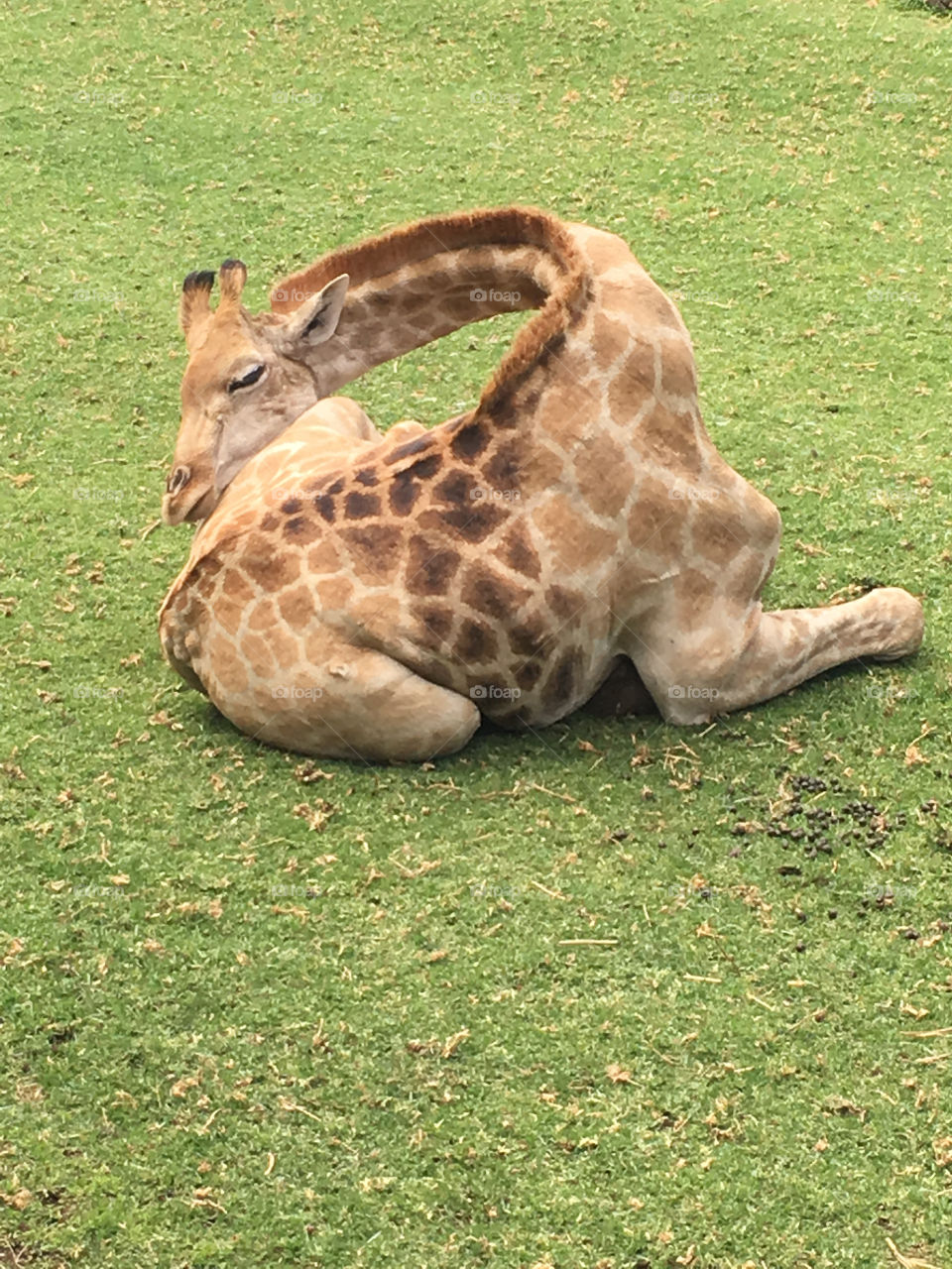 Juvenile giraffe sleeping