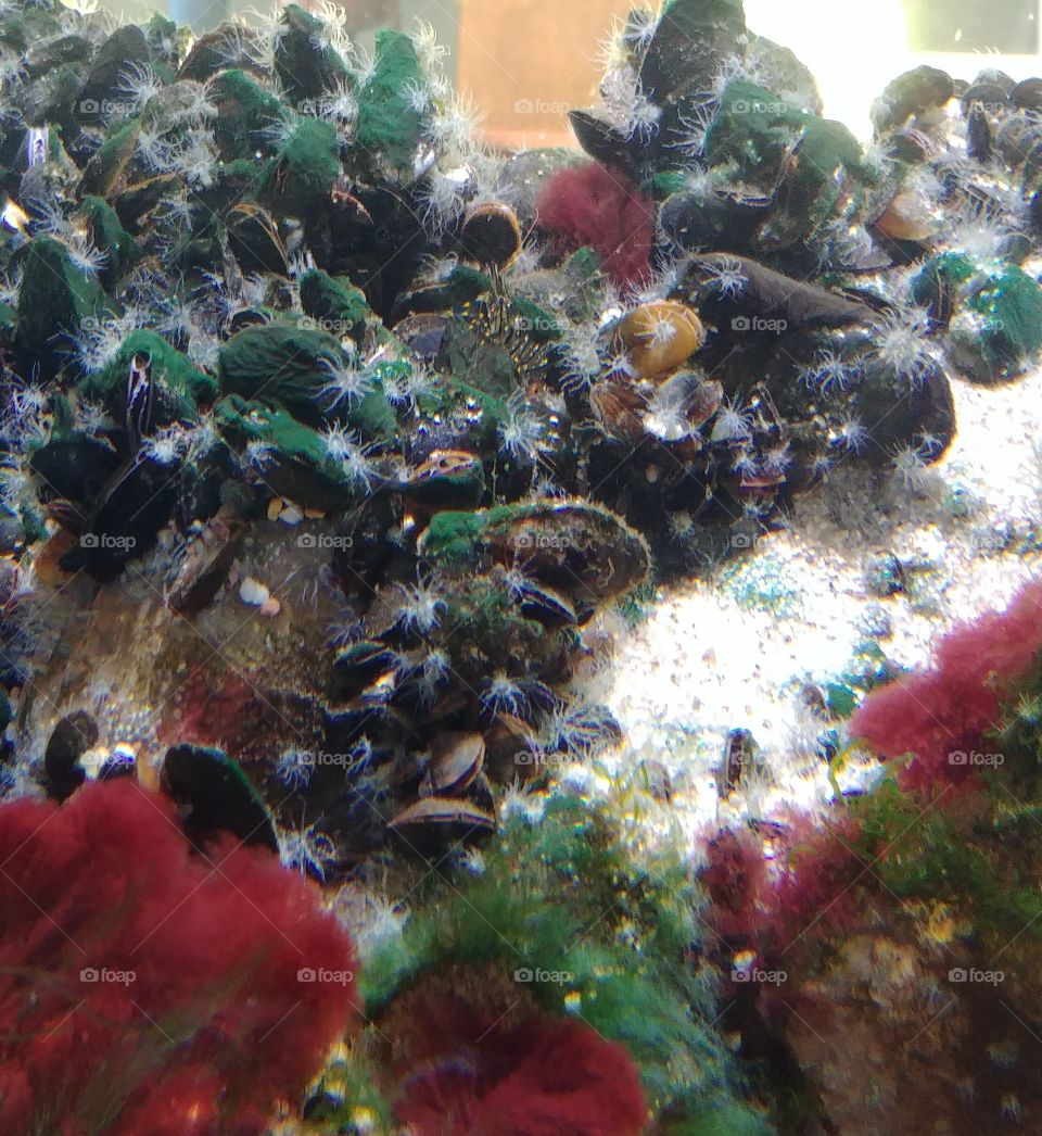 Unterwasser Muscheln Algen Sea