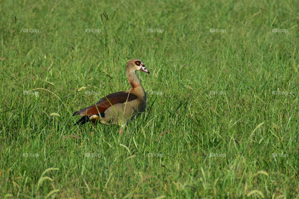 A Goose Is Feeding On Grass Seeds.