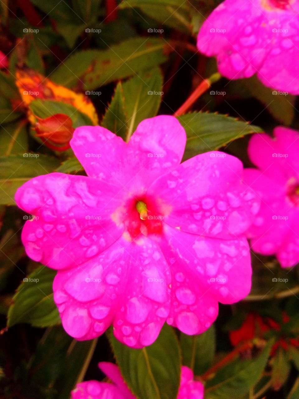 beautiful pink flower