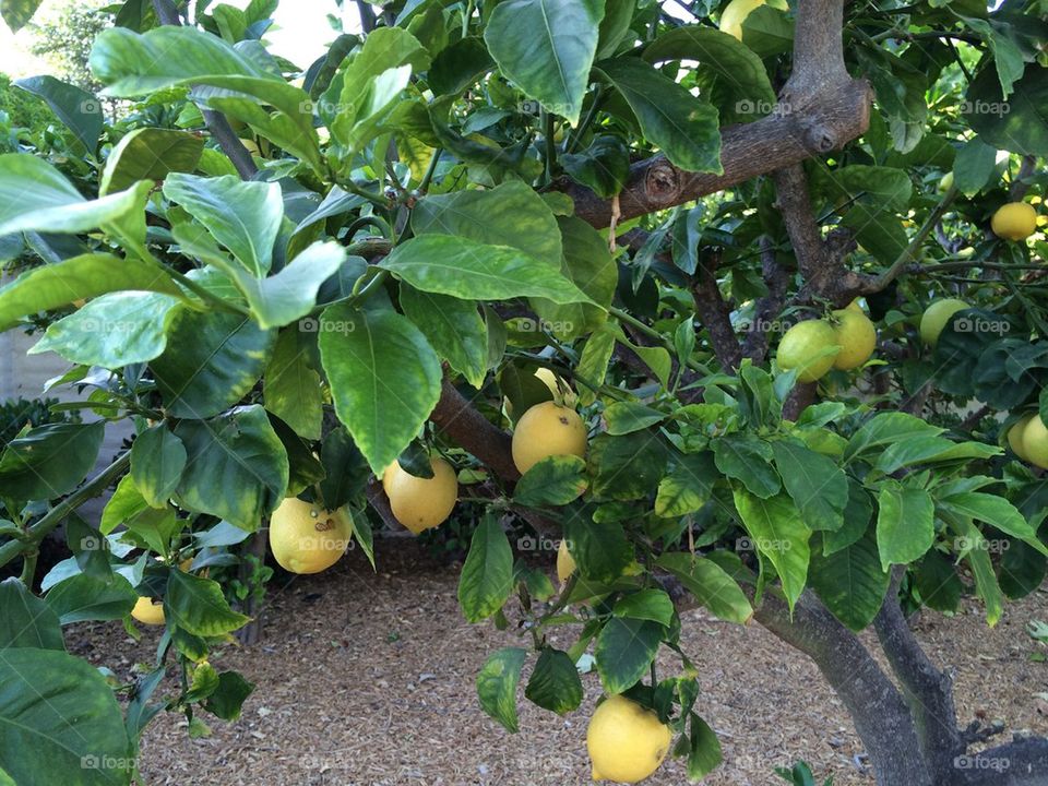 Lemon tree