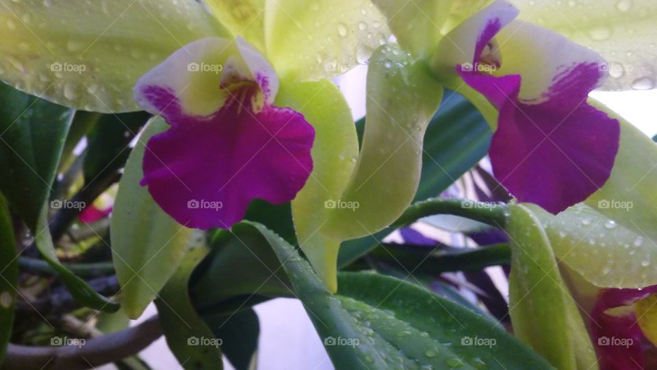 Beautiful Orchids
