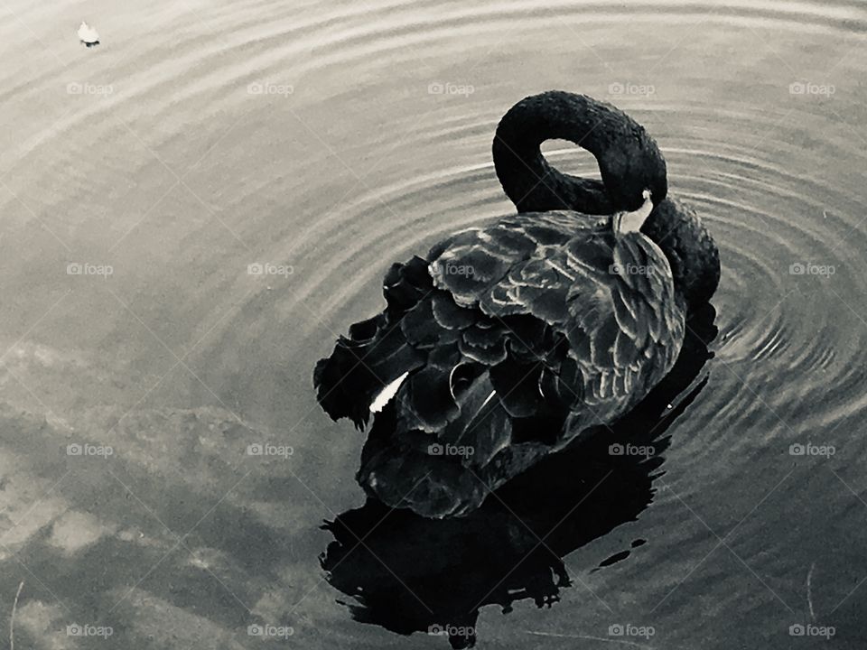 A black swan on the water. monochrome image 