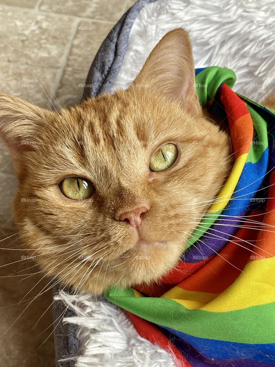 An orange tabby cat wearing a rainbow bandana 