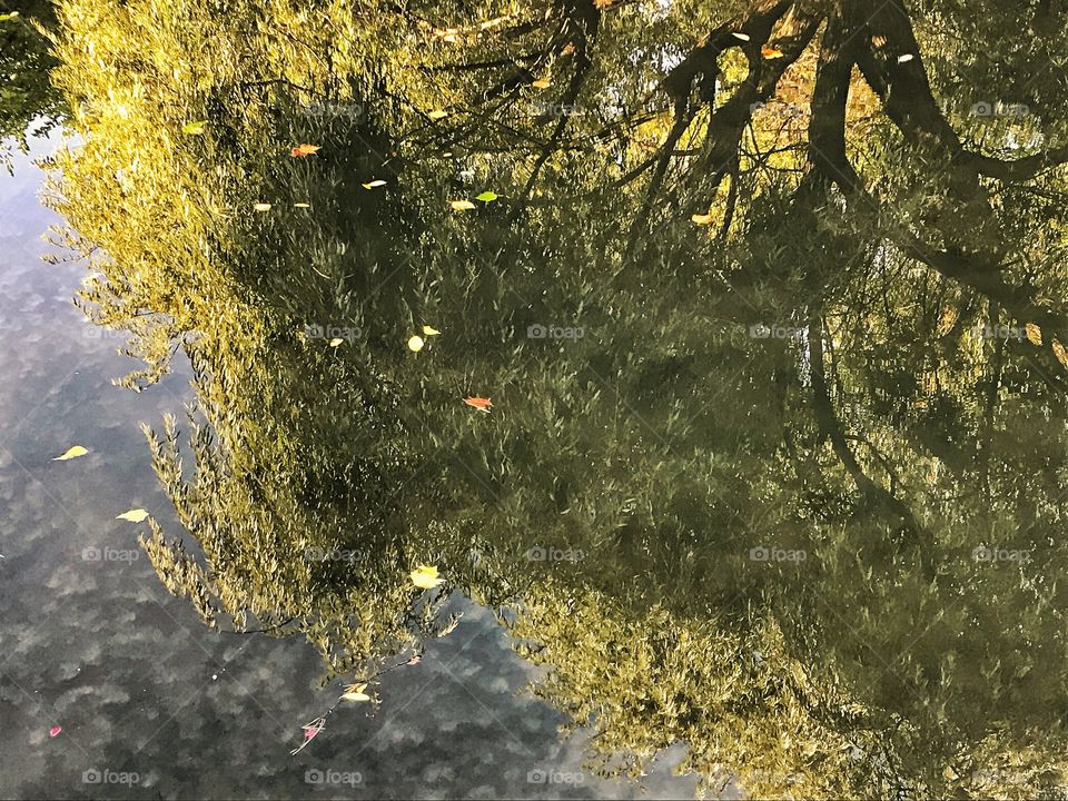 Reflections on a pond