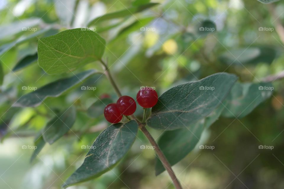 Red berries 