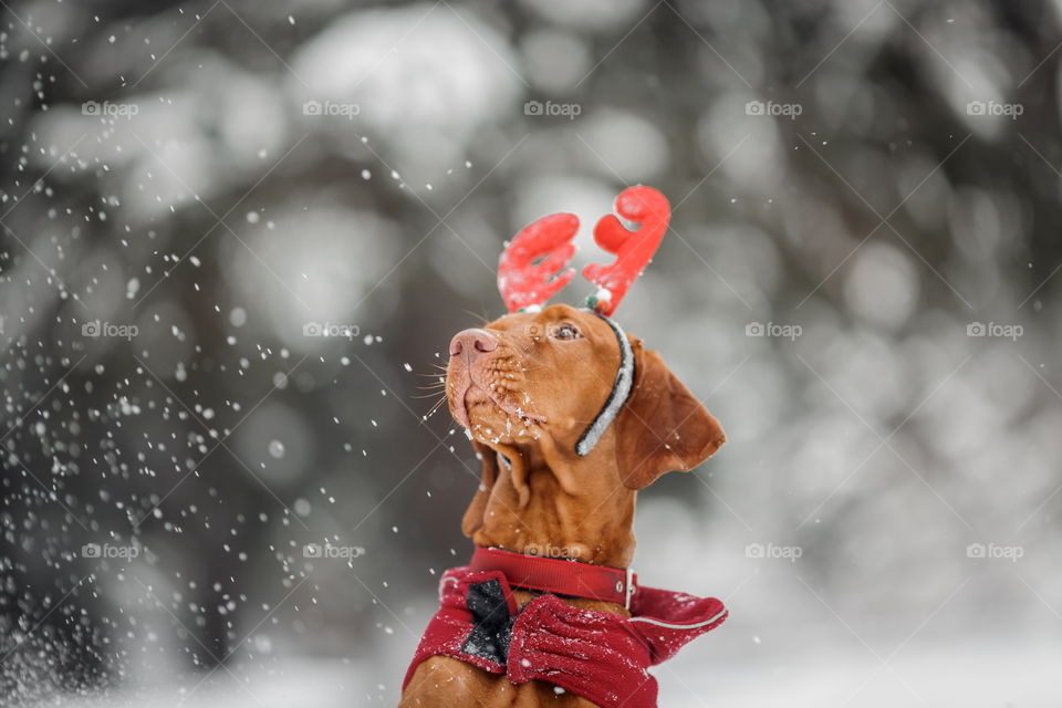 Outdoor portrait of Hungarian vyzhla dog in funny headband 