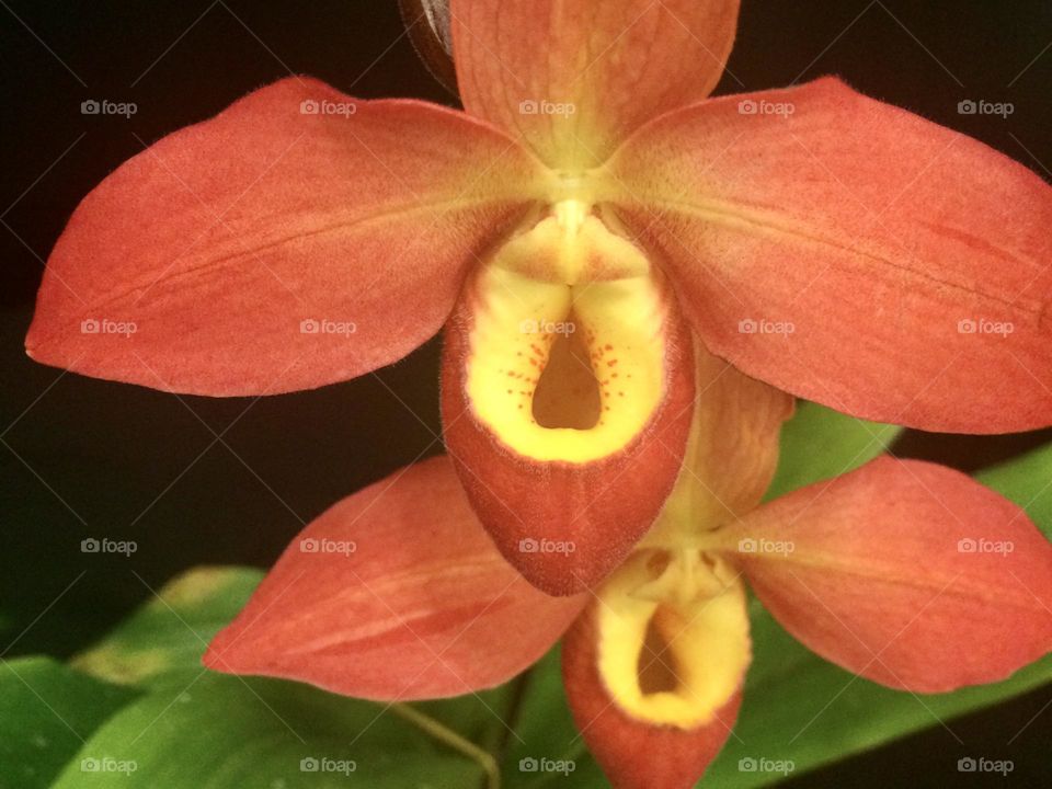 Orchid Orange 