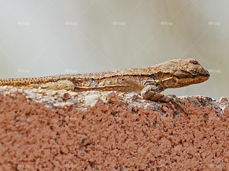 A lizard basks in the warm sun atop a cinder block wall searching for it's next meal
