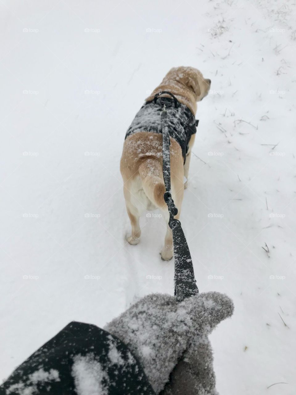 Walking the dog during a snow storm