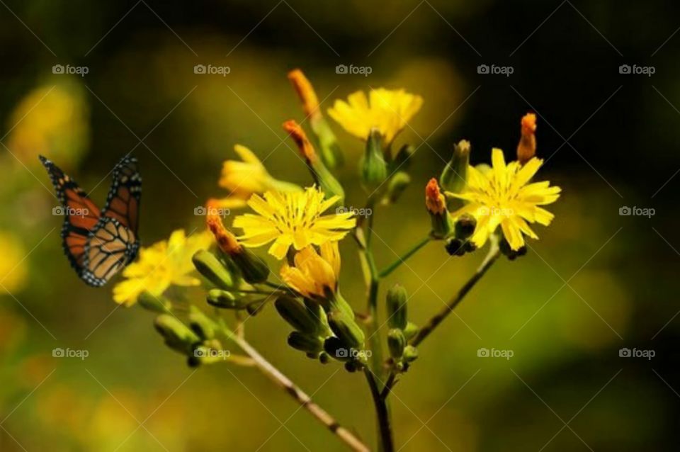 beautiful yellow flower plants