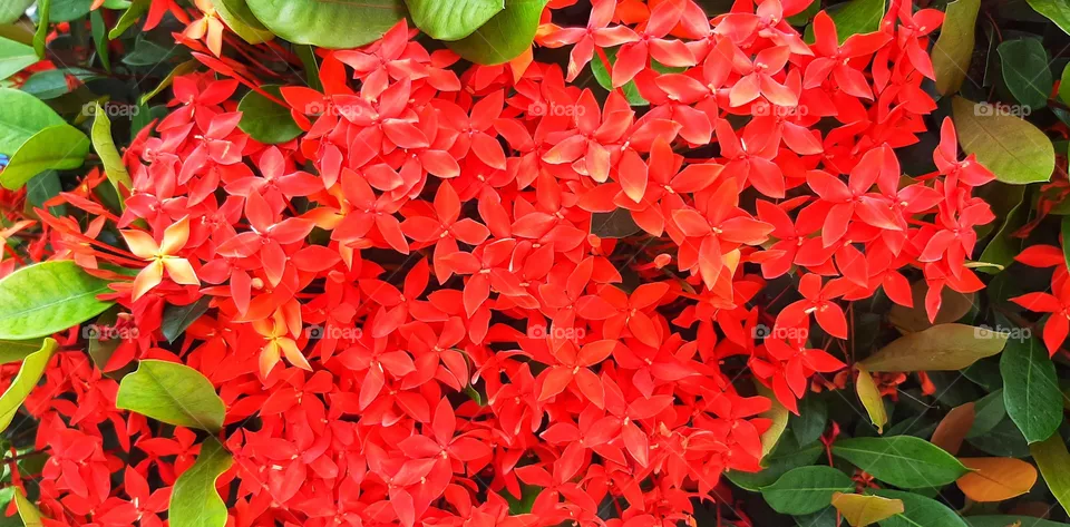 Red flower,red, flower,nature,reflection,landscape,summer,colorful,botany,spring,plant,blossom,floral,garden,petal,spring,love,romance