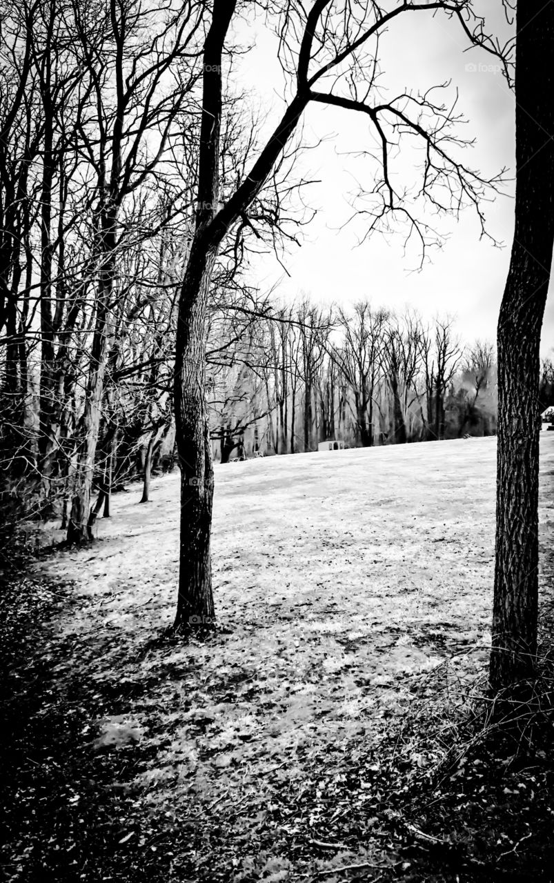 Tree line in  winter
