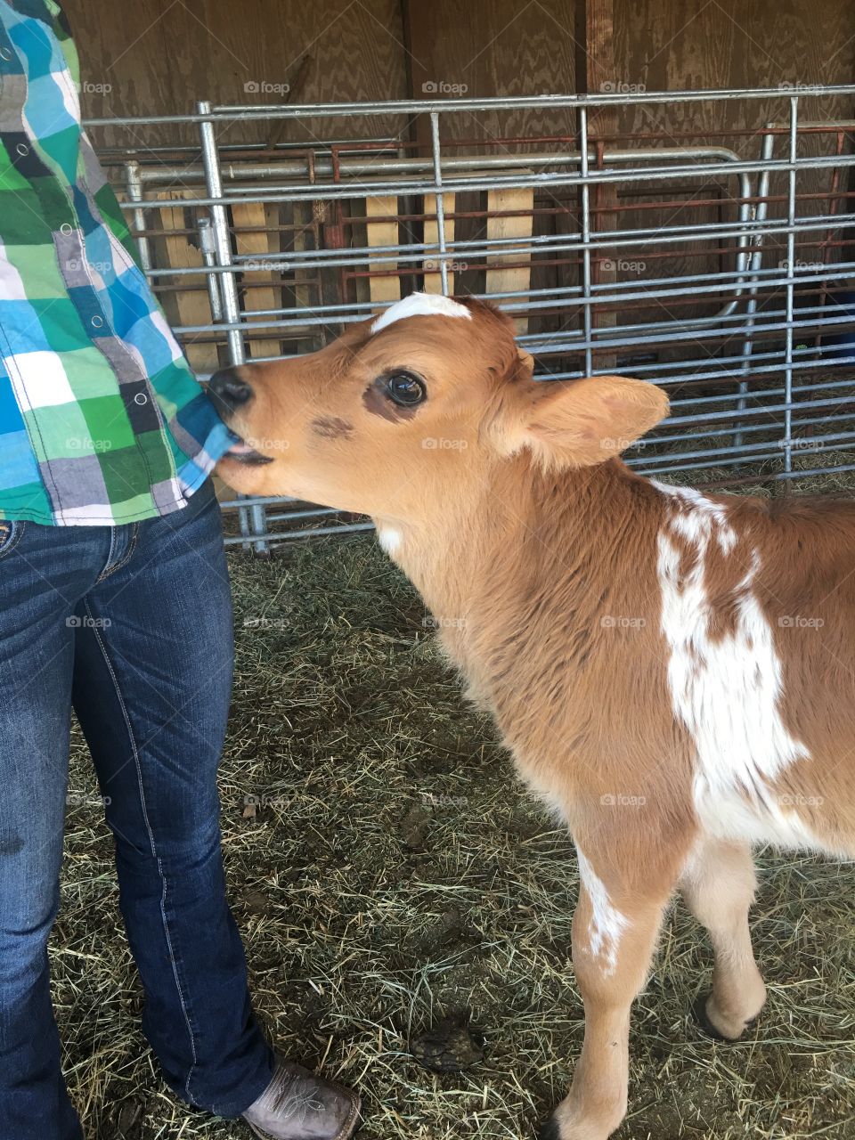 Baby calf cow eating shirt 