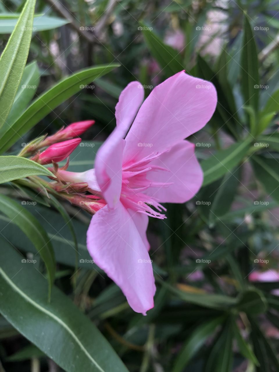 Side view pink Oleander
