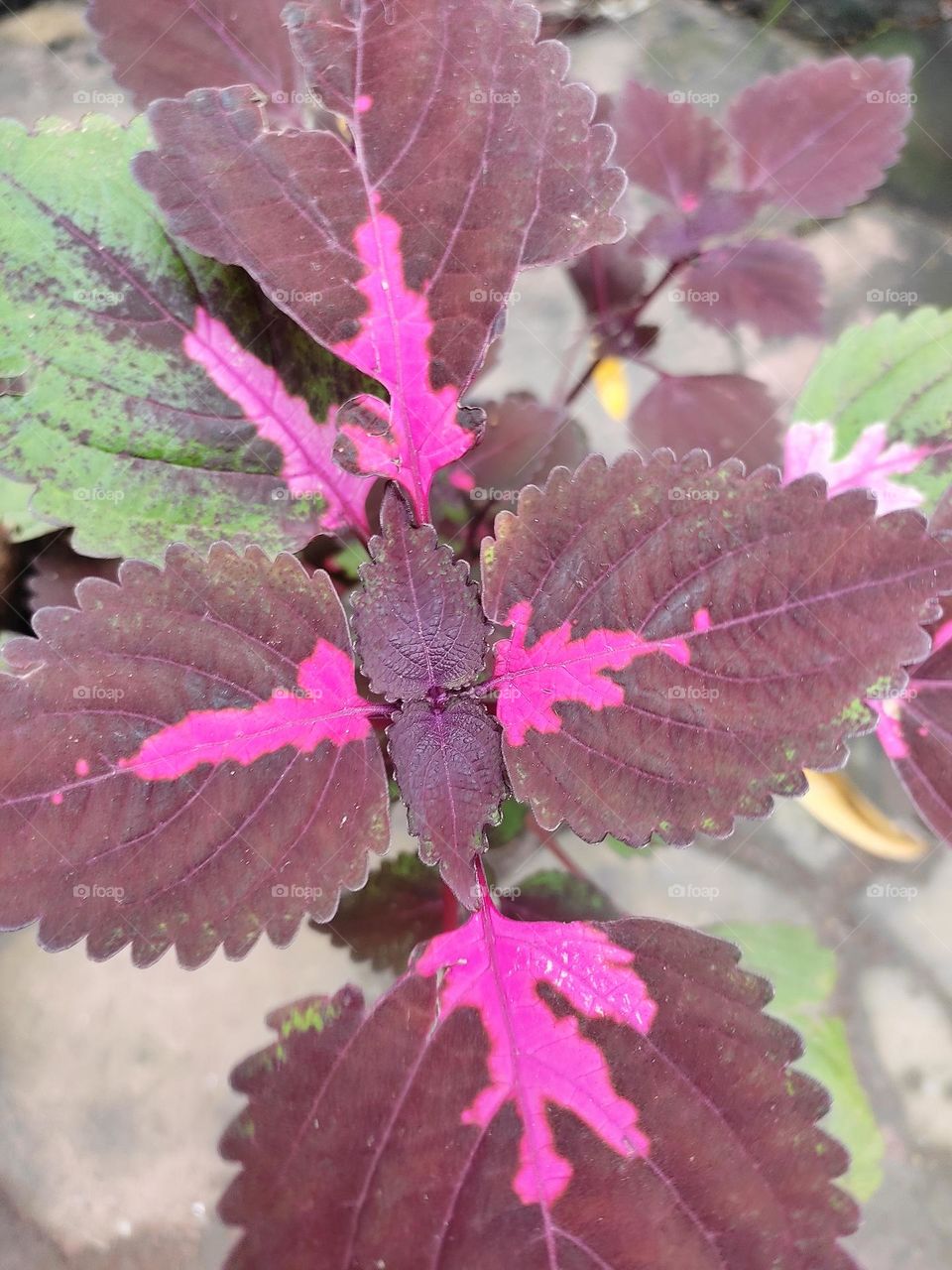 alluring magenta plant