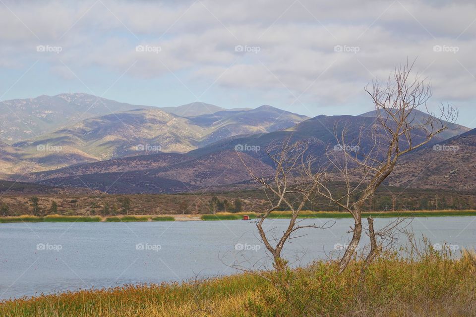 Bare tree by the lake with mountains