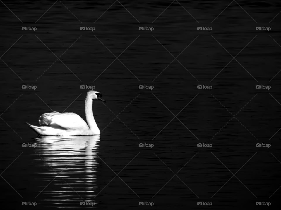 swan