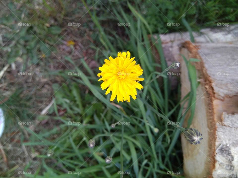 dandelion